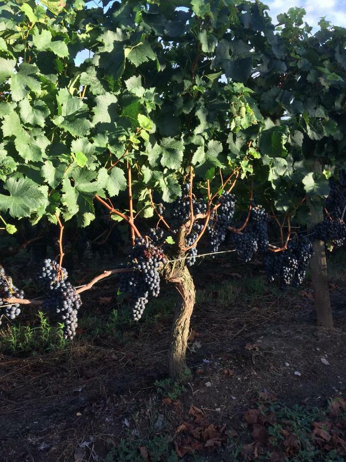 Au Charmant Des Vignes Montagne  Ngoại thất bức ảnh